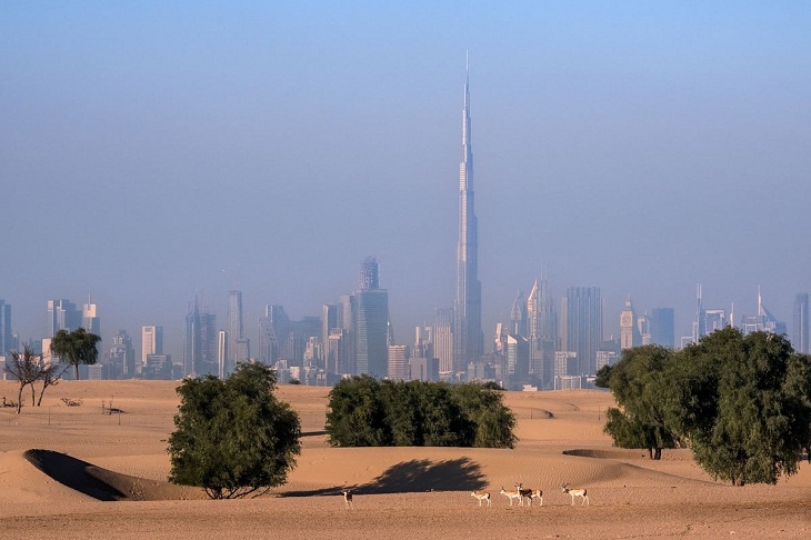 Ganadores De Las Fotos De Naturaleza, desierto de Dubai