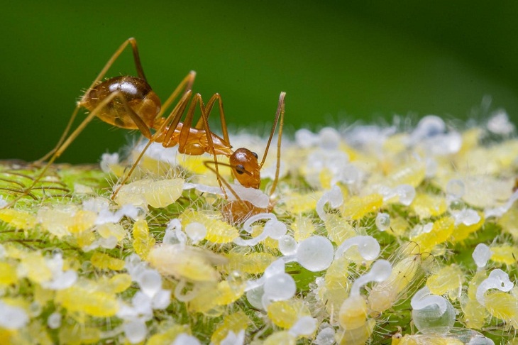 Ganadores De Las Fotos De Naturaleza, hormiga