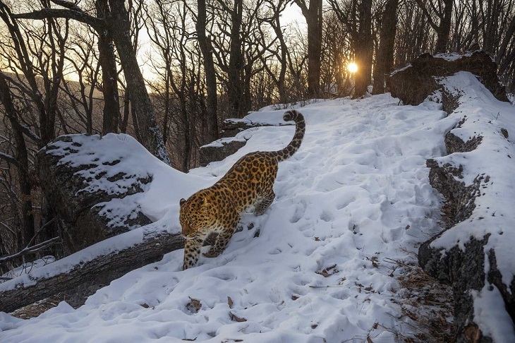 Ganadores De Las Fotos De Naturaleza, leopardo de Amur