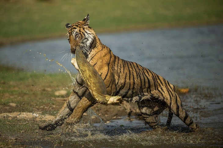 Ganadores De Las Fotos De Naturaleza, tigre cazando