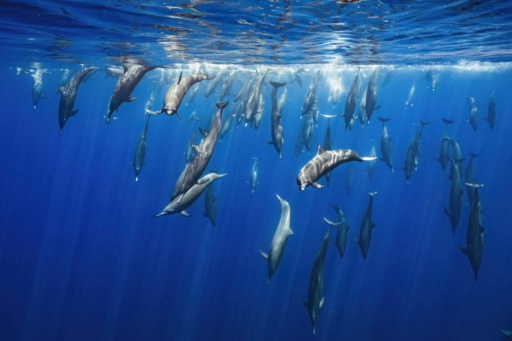 Ganadores De Las Fotos De Naturaleza, delfines