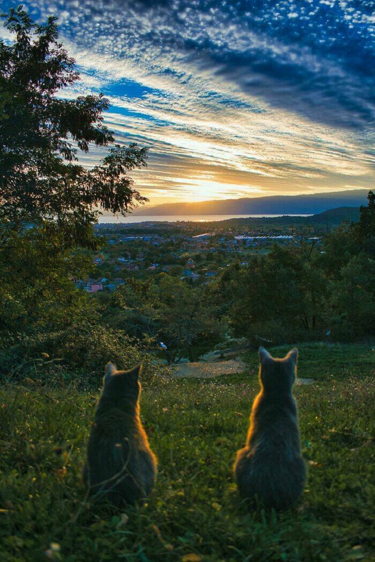 Asombrosas Fotos De La Naturaleza, gatos viendo una puesta de sol