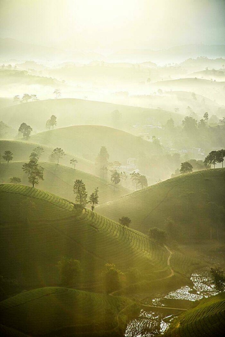 Asombrosas Fotos De La Naturaleza, colina de té