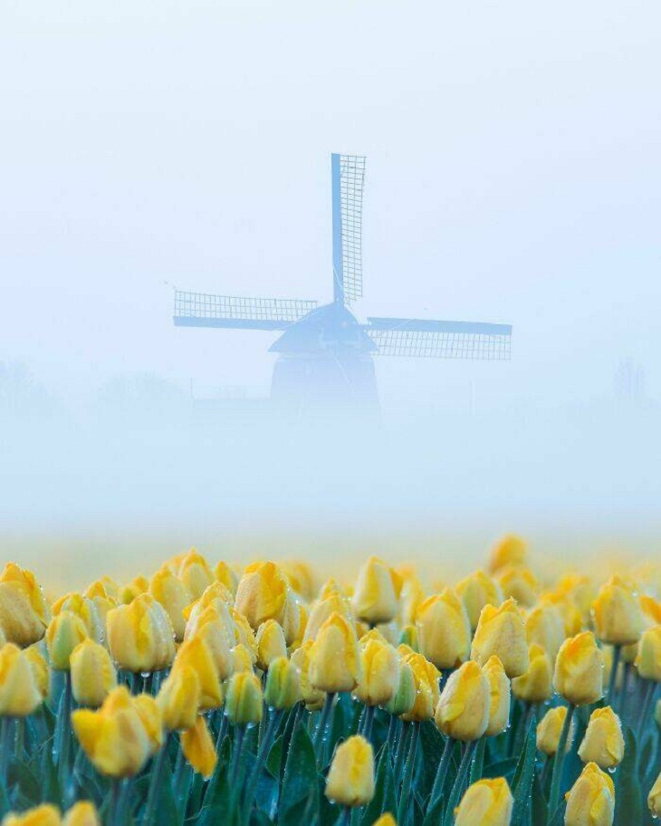 Asombrosas Fotos De La Naturaleza, molino de viento en los Países Bajos