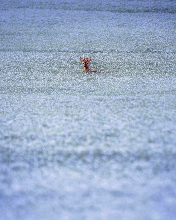 Asombrosas Fotos De La Naturaleza, Un ciervo en un campo de lino