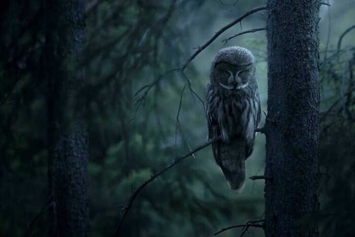  Asombrosas Fotos De La Naturaleza, búho gris