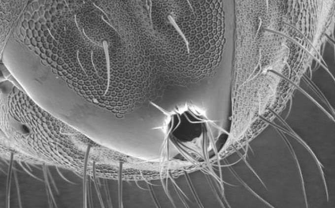 hormiga bajo microscopio