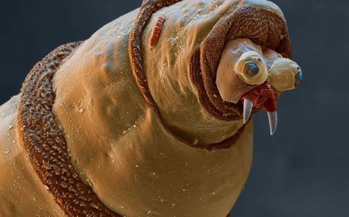 gusano bajo el microscopio