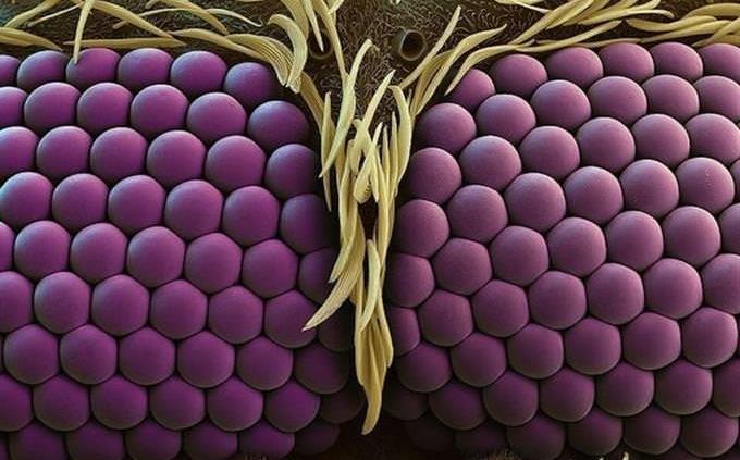 ojos de insectos bajo microscopio