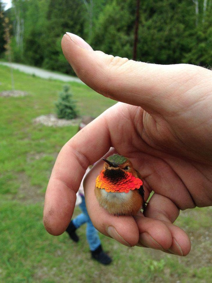 Encuentros De Animales y Humanos, colibrí