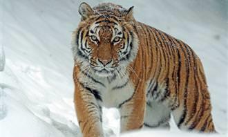tigre en la nieve