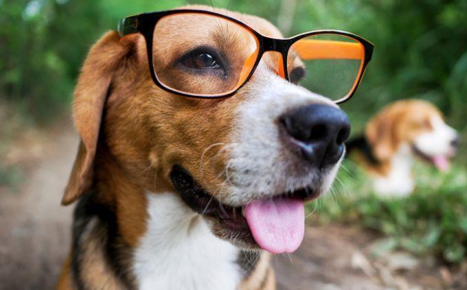 Curiosidades difíciles: un perro con gafas