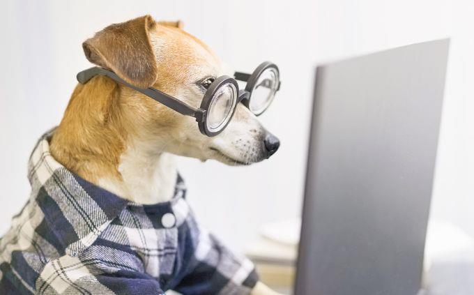 Curiosidades difíciles: un perro con gafas frente a una computadora