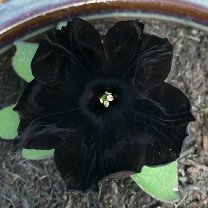 Plantas Fascinantes, terciopelo negro