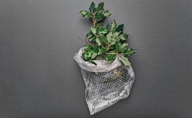 Usos Del Plástico De Burbujas, proteger plantas