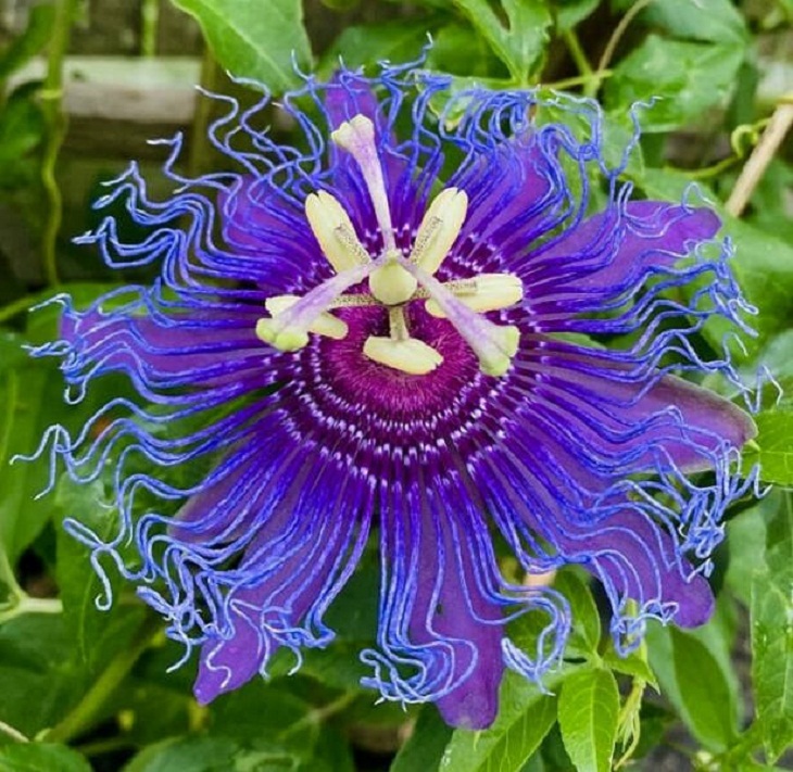 Plantas Fascinantes, flor de la pasión azul