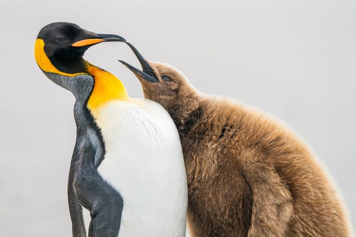  Fotógrafo de Aves Del Año, Pingüino Rey