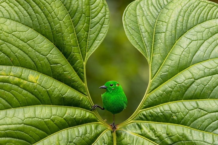  Fotógrafo de Aves Del Año, Tangara verde brillante