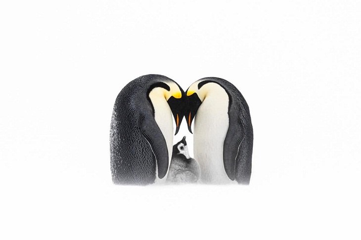  Fotógrafo de Aves Del Año, Pingüino Emperador