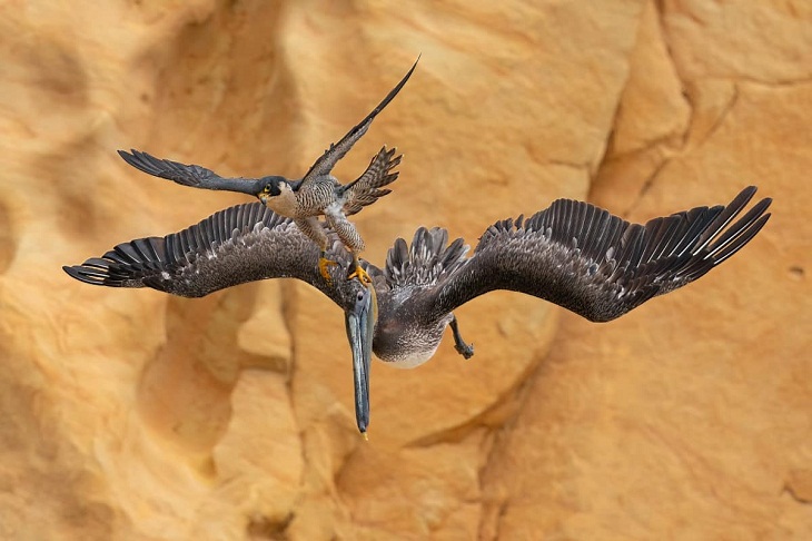  Fotógrafo de Aves Del Año, halcón peregrino y pelícano pardo