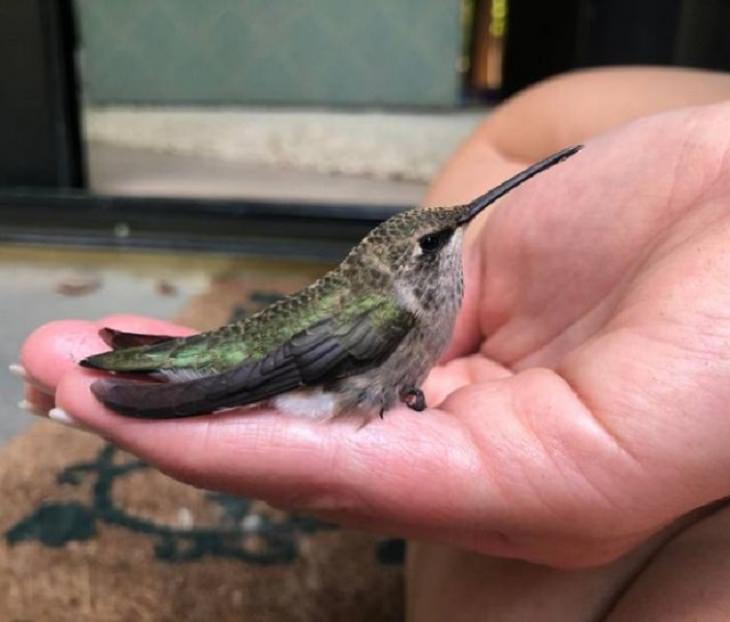 Visitas Inesperadas De Animales, colibrí