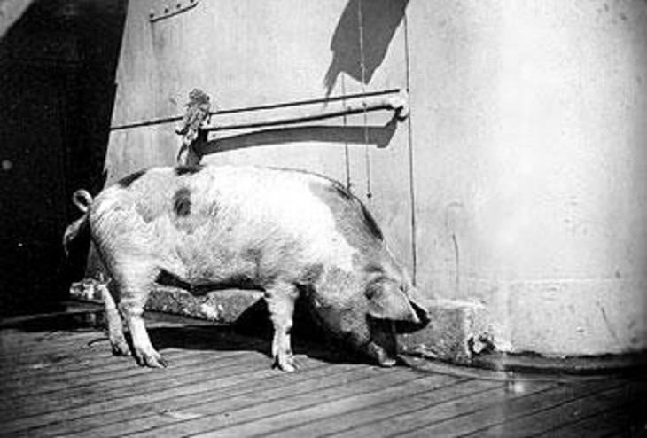 Héroes Animales, Tirpitz el cerdo