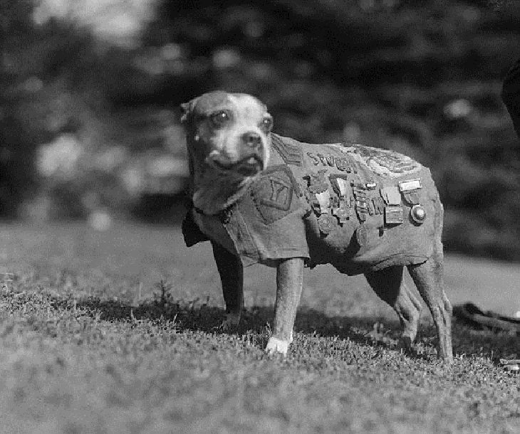 Héroes Animales, Sargento Stubby