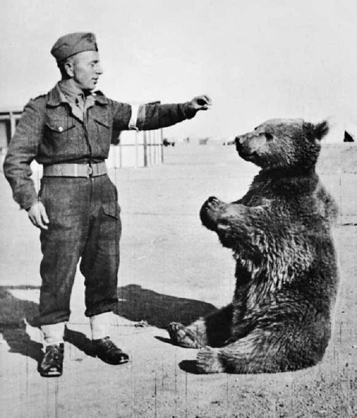Héroes Animales, El oso Wojtek
