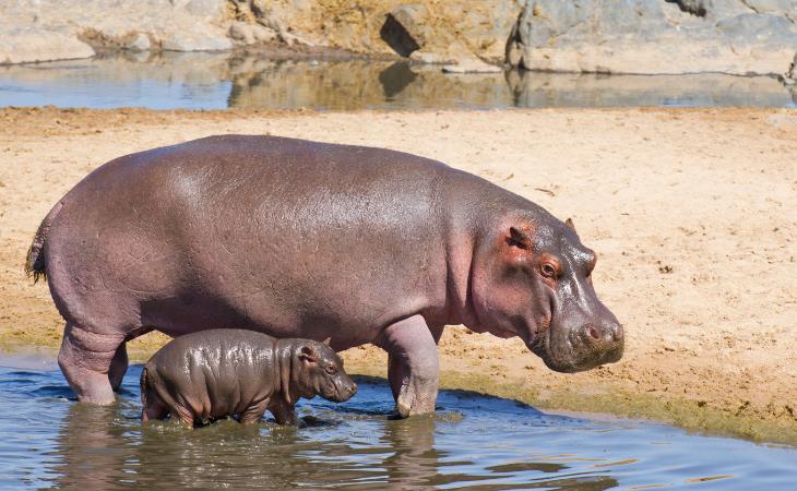 Hechos Absurdos, leche del hipopótamo
