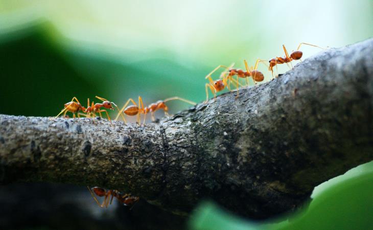 Hechos Absurdos, hormigas