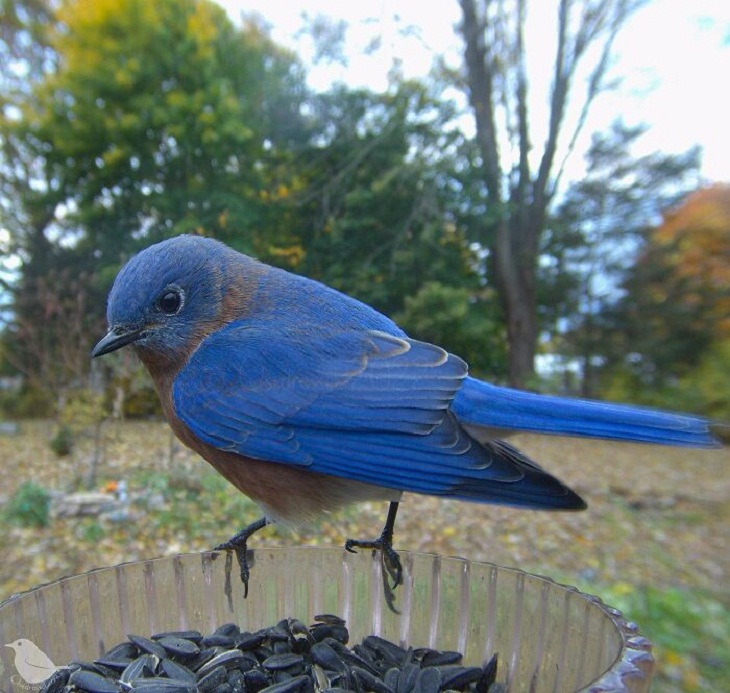 Fotos De Animales Con Una Cámara Oculta, pájaro azul