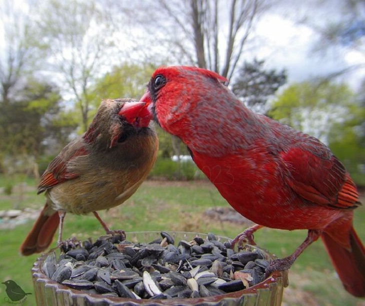 Fotos De Animales Con Una Cámara Oculta, cardinales rojos