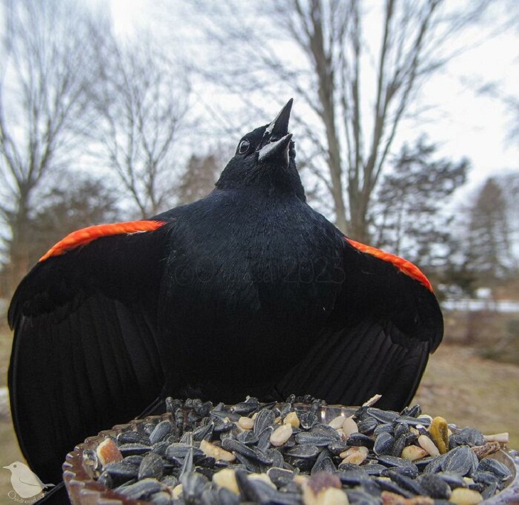 Fotos De Animales Con Una Cámara Oculta, pájaro negro