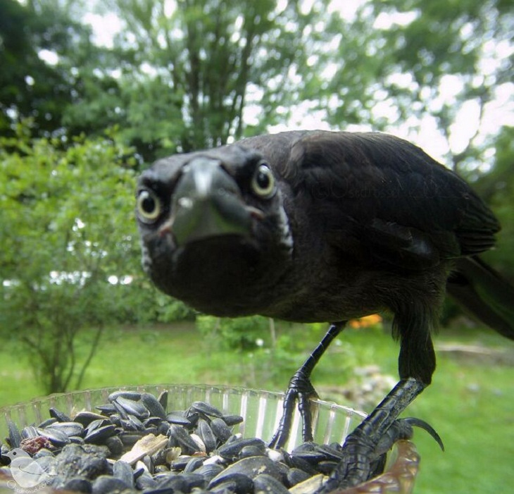 Fotos De Animales Con Una Cámara Oculta, cuervo