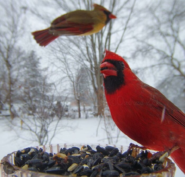 Fotos De Animales Con Una Cámara Oculta, cardenales