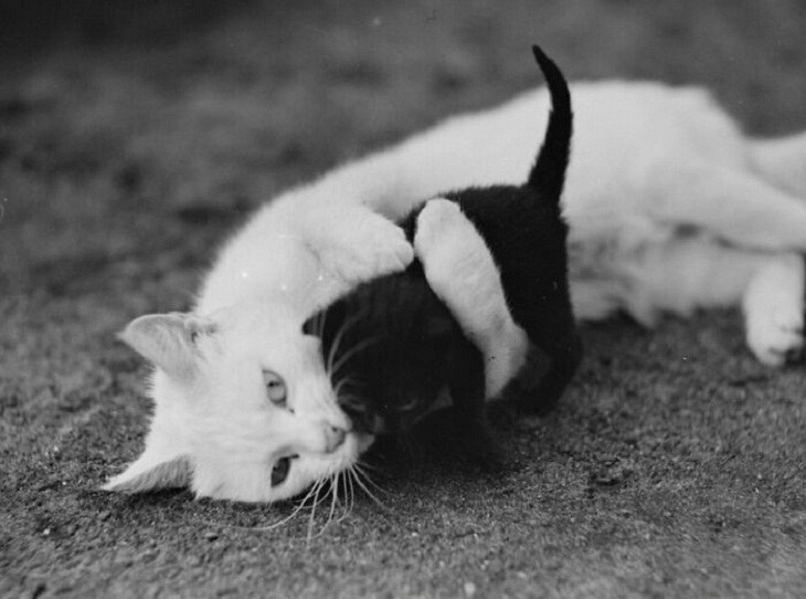 Fotos De Gatos Antiguas, abrazo
