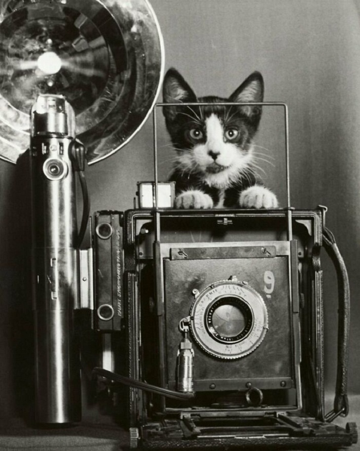 Fotos De Gatos Antiguas, cámara Kodak 