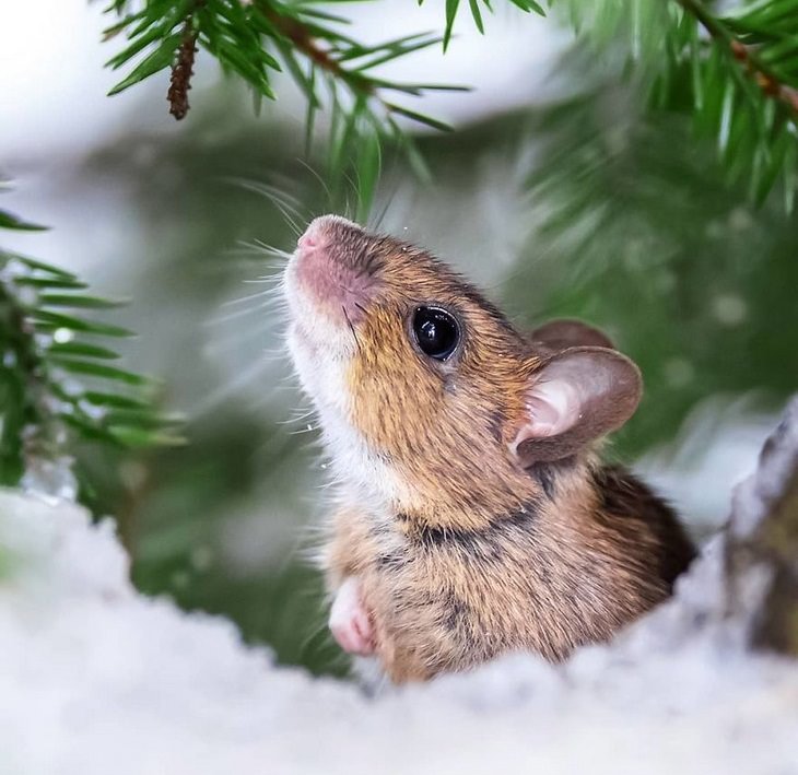 Animales De Finlandia, ratón