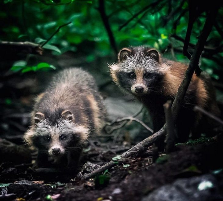 Animales De Finlandia, mapaches