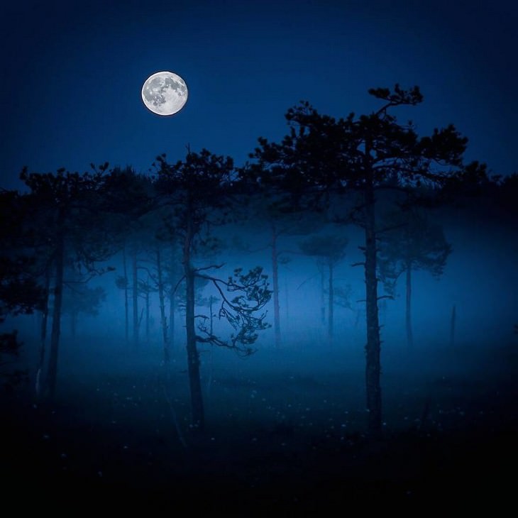 Animales De Finlandia, bosque de noche