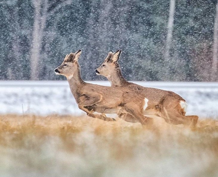 Animales De Finlandia, ciervos