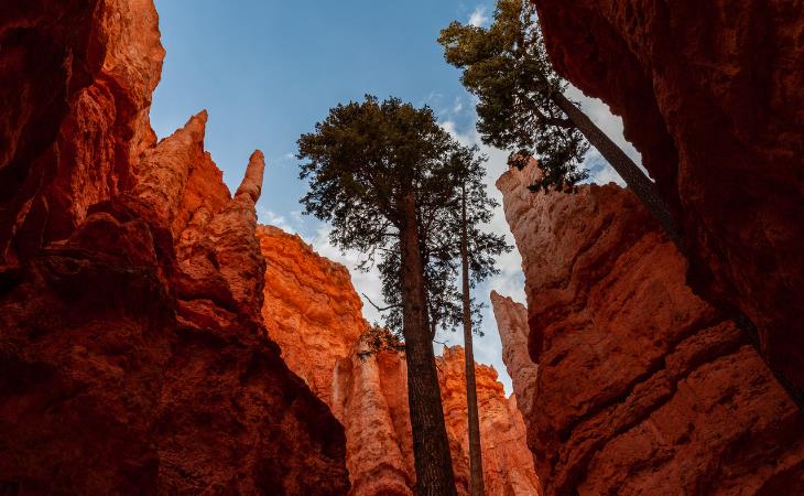 Bryce Canyon En Utah, hoodoos y el bosque