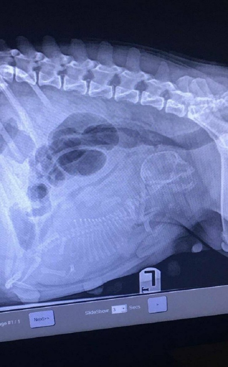 Radiografías Inusuales