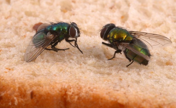 Dos moscas en un pan