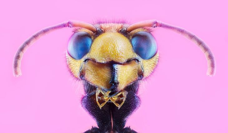 International Photography Awards 2020: Best Nature Photos,  Insect Portraits by Pedro Luis Ajuriaguerra Saiz