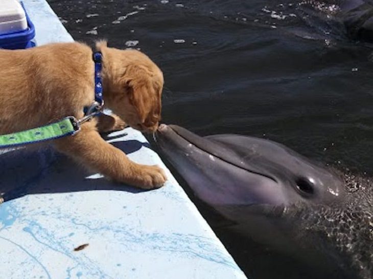 Hermosas Historias De Animales