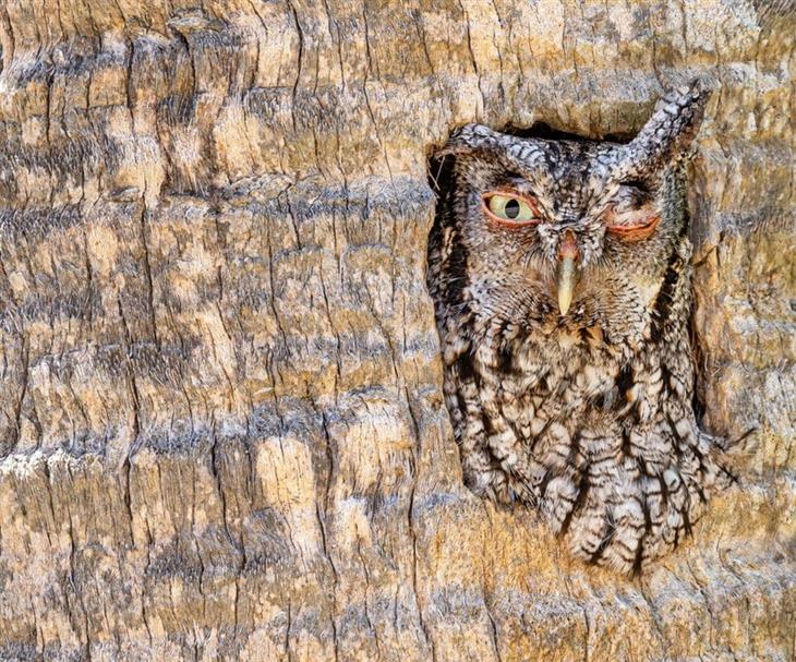 Premios De La Fotografía De Aves Del 2024