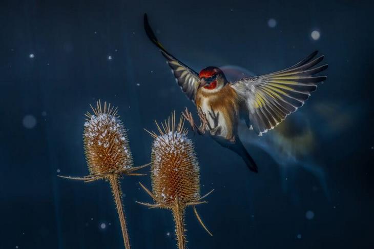 Premios De La Fotografía De Aves Del 2024