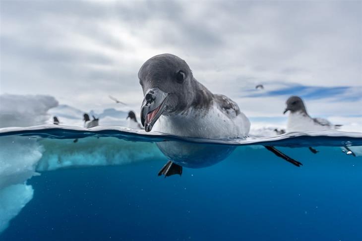 Premios De La Fotografía De Aves Del 2024