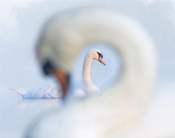 Premios De La Fotografía De Aves Del 2024